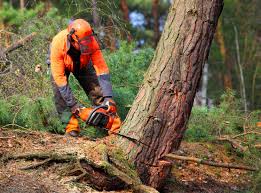 Best Lawn Irrigation Installation and Maintenance  in Mountain Home Af, ID