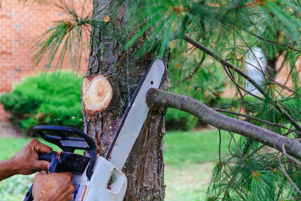 Best Tree Disease Treatment  in Mountain Home Af, ID